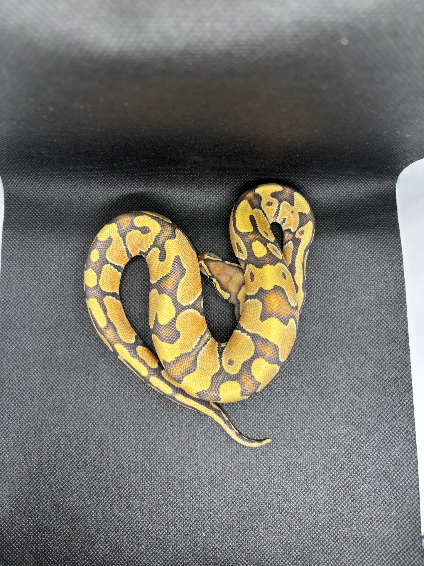Enchi Vanilla Hypo Het DG Het Clown