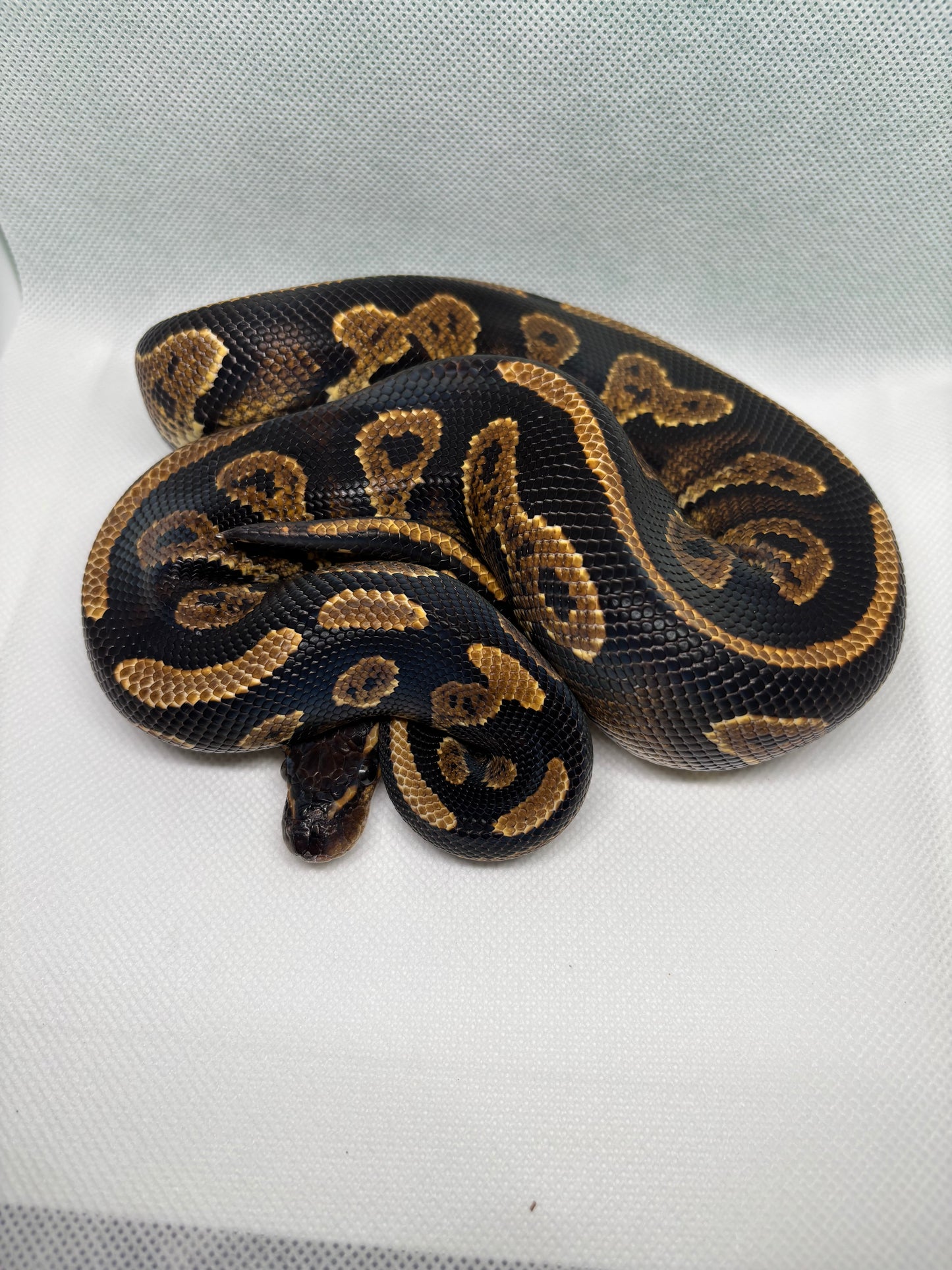 1.0 Blackhead Yellowbelly Het Hypo