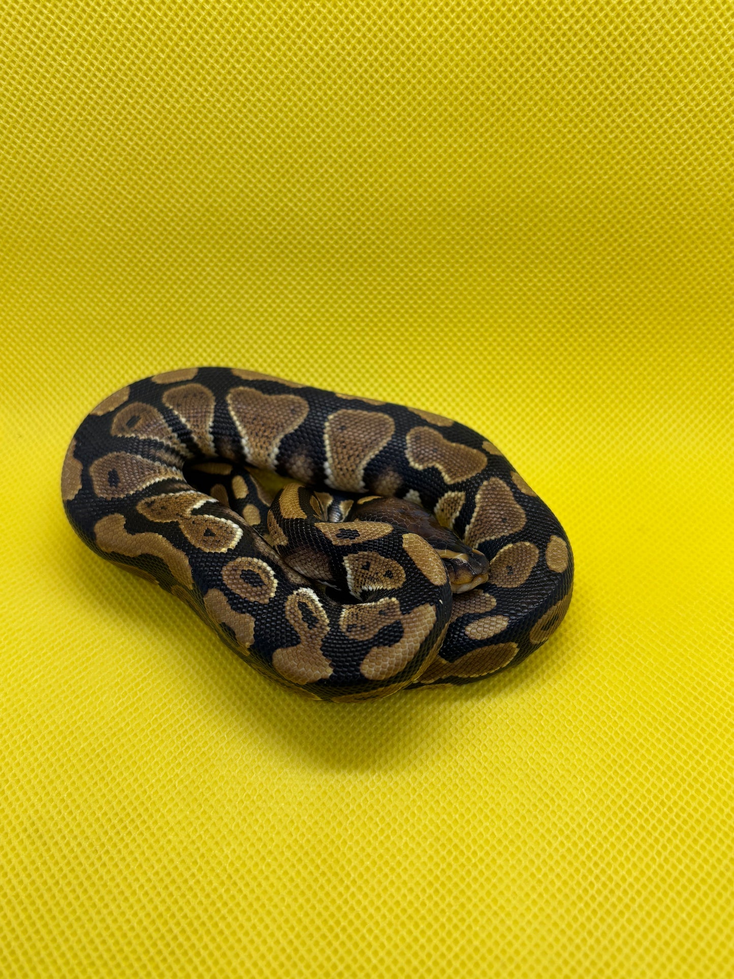 1.0 DH DG Clown Pos Het G- Stripe