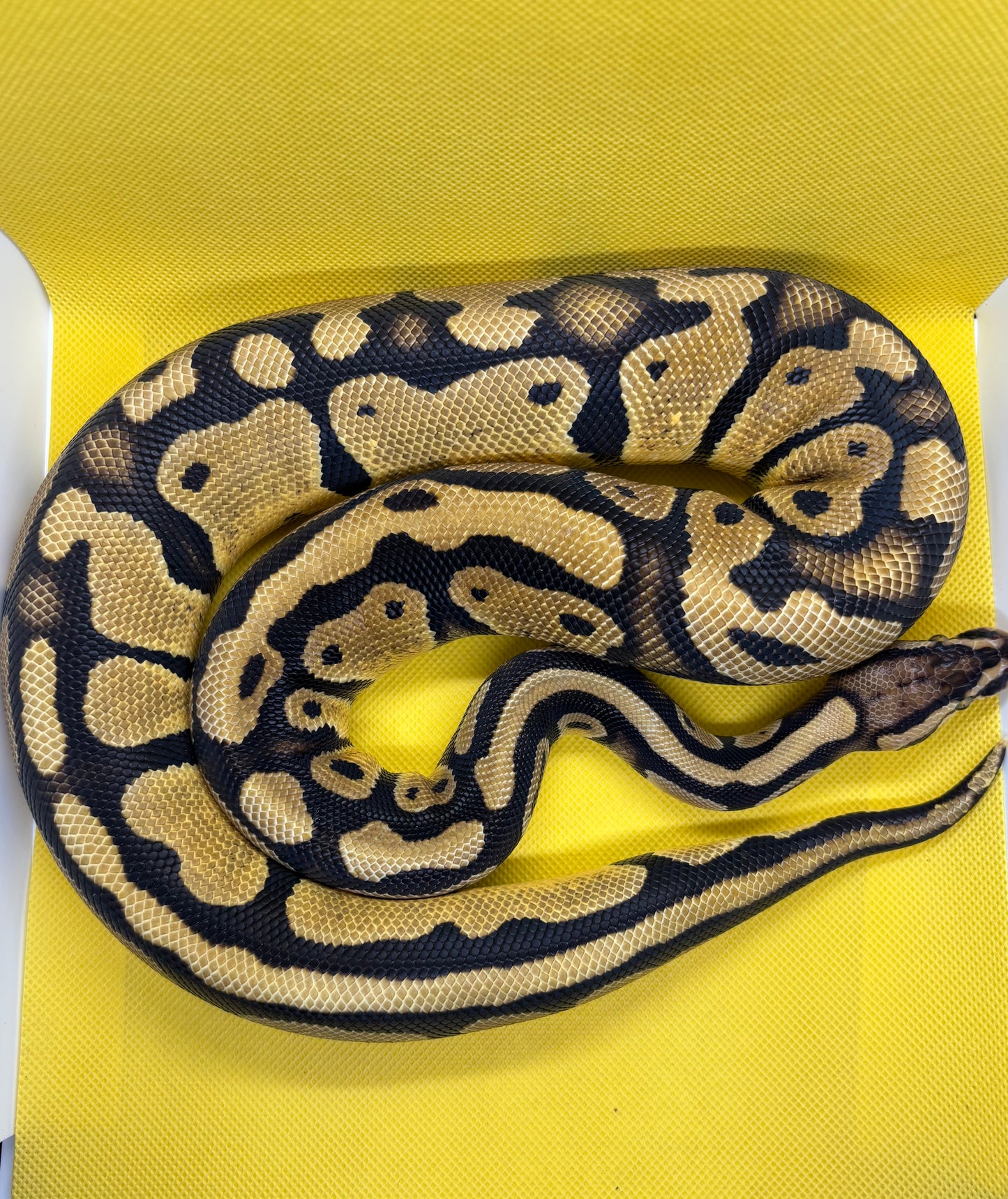 Pastel OD 66% Het Tri