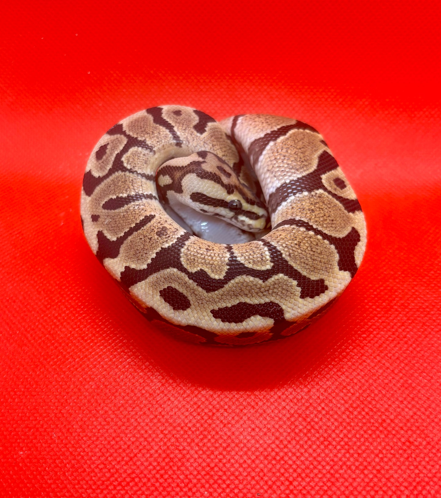 1.0 Fire Spotnose Het Clown Pos Het Hypo