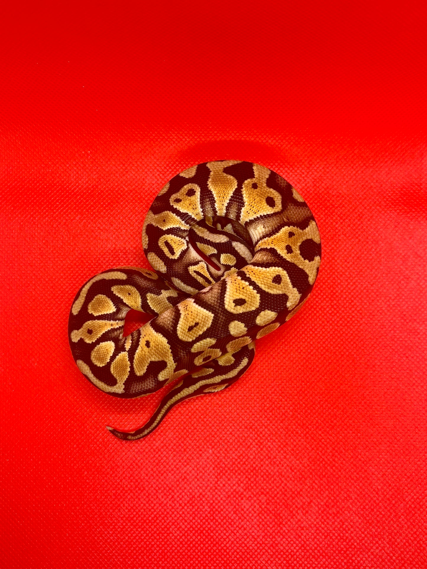 1.0 Pastel RS DH DG Clown Pos Het G Stripe