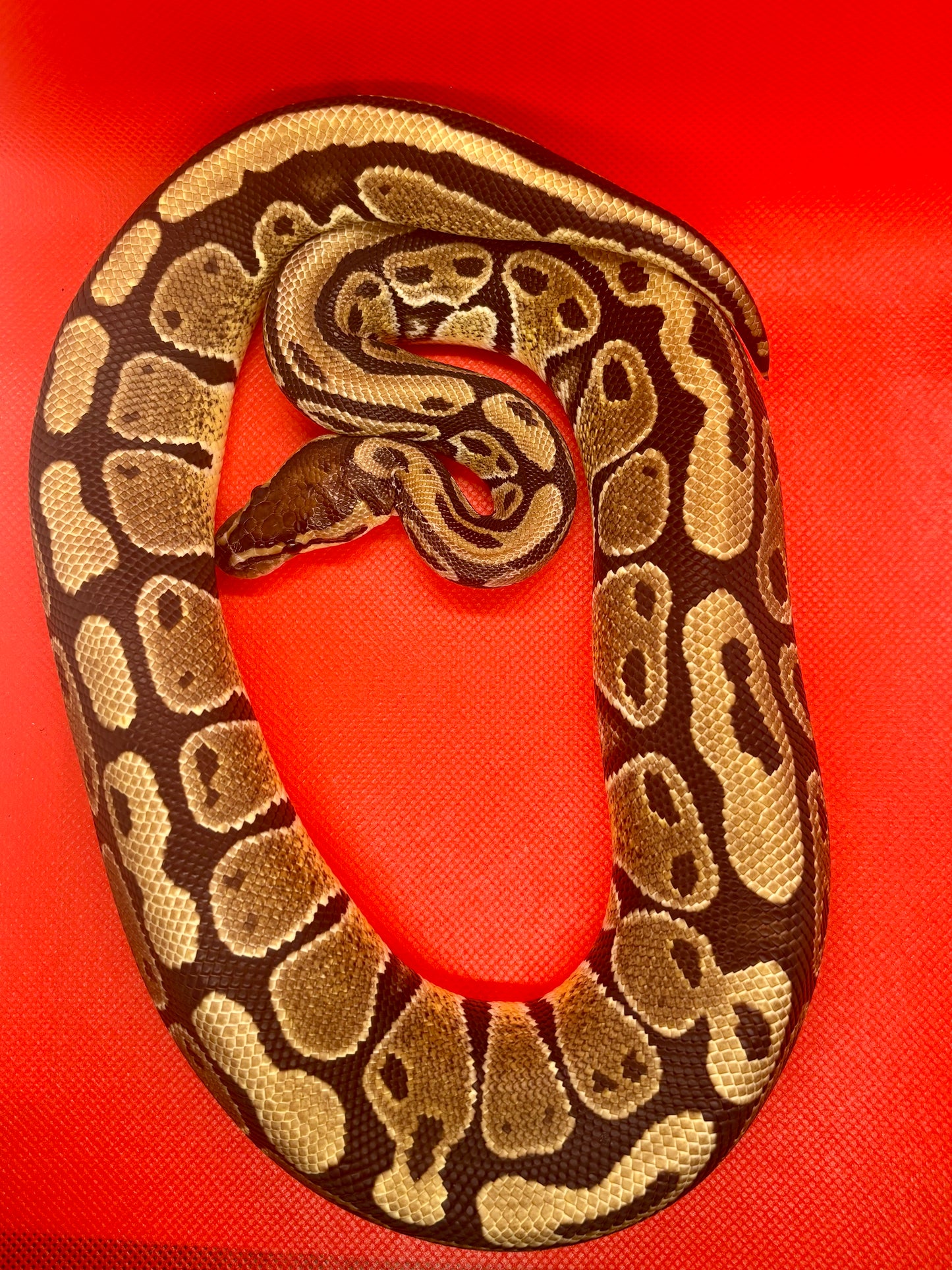 1.0 Normal 66% Het Tri