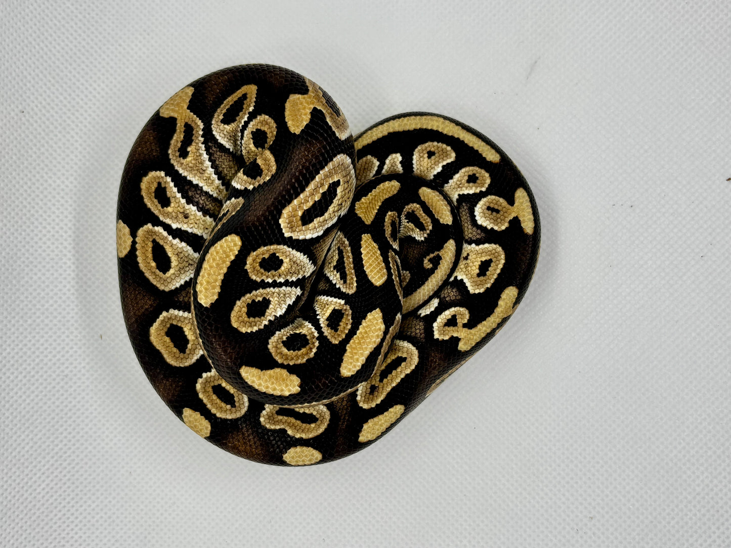 1.0 Mojave Het Ultramel 50% Het Axanthic VPI