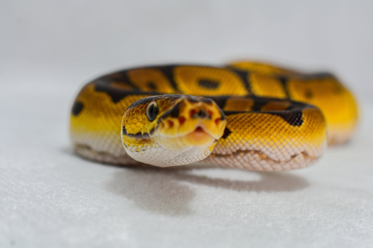 1.0 BLADE CLOWN BALL PYTHON
