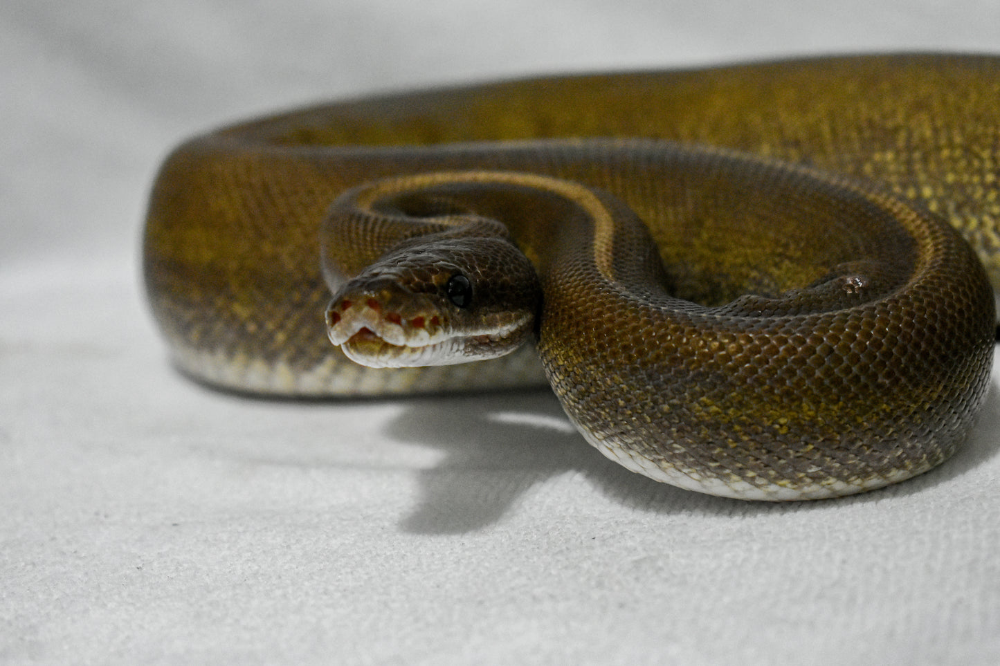 1.0 Blackhead Mojave Genetic Stripe
