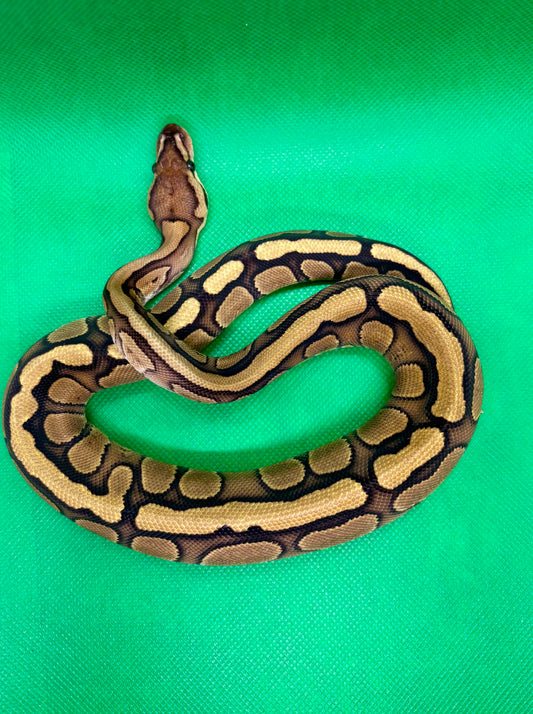 Red Stripe Clown 66% Het Hypo