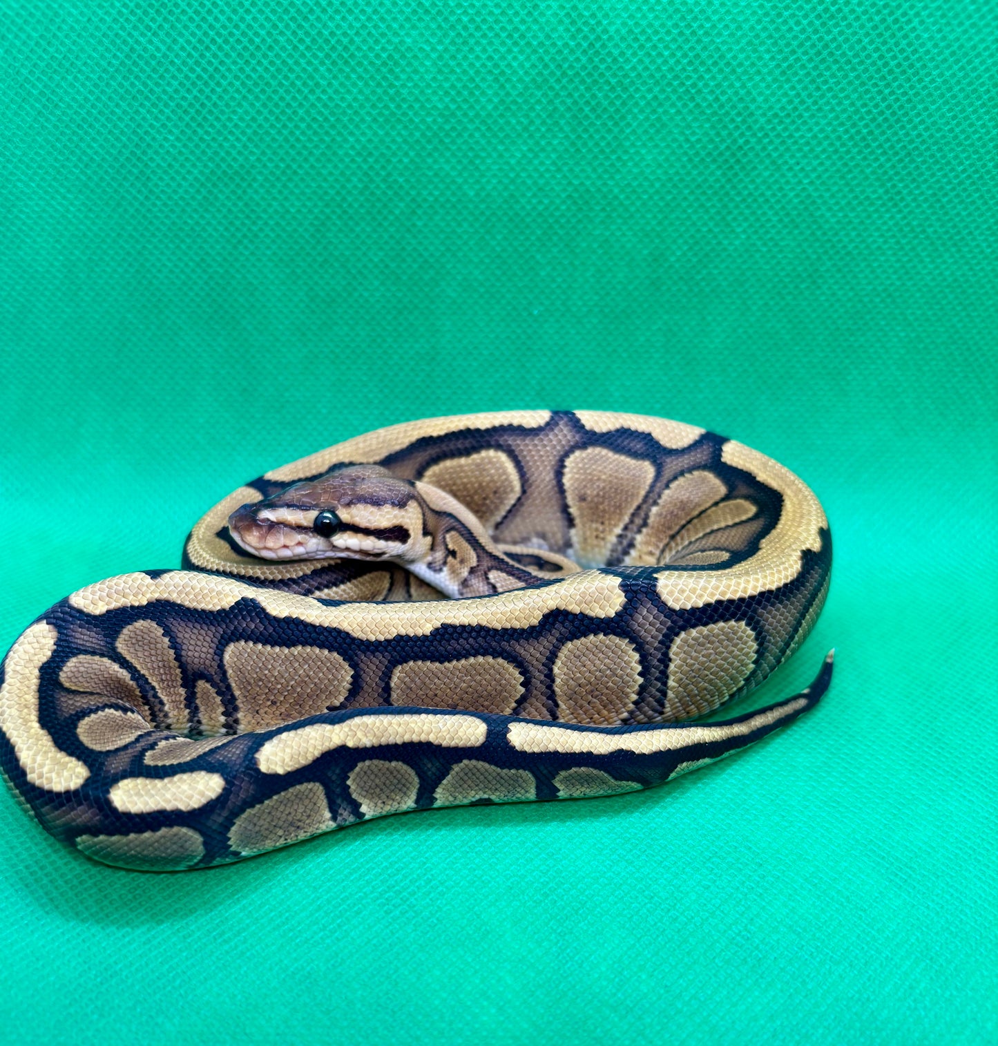 Red Stripe Clown 66% Het Hypo