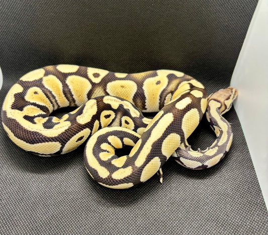 1.0 Pastel DG HET G STRIPE