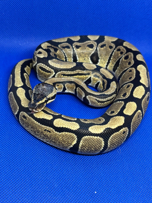 0.1 Normal 66% Het Tri