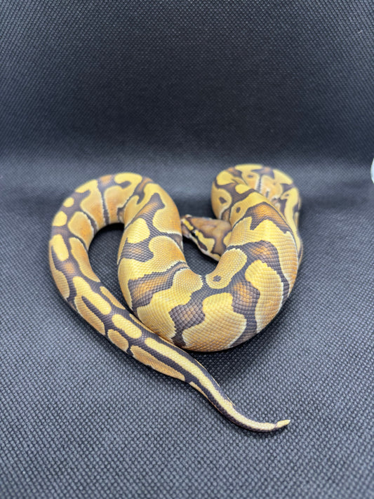 Enchi Vanilla Hypo Het DG Het Clown
