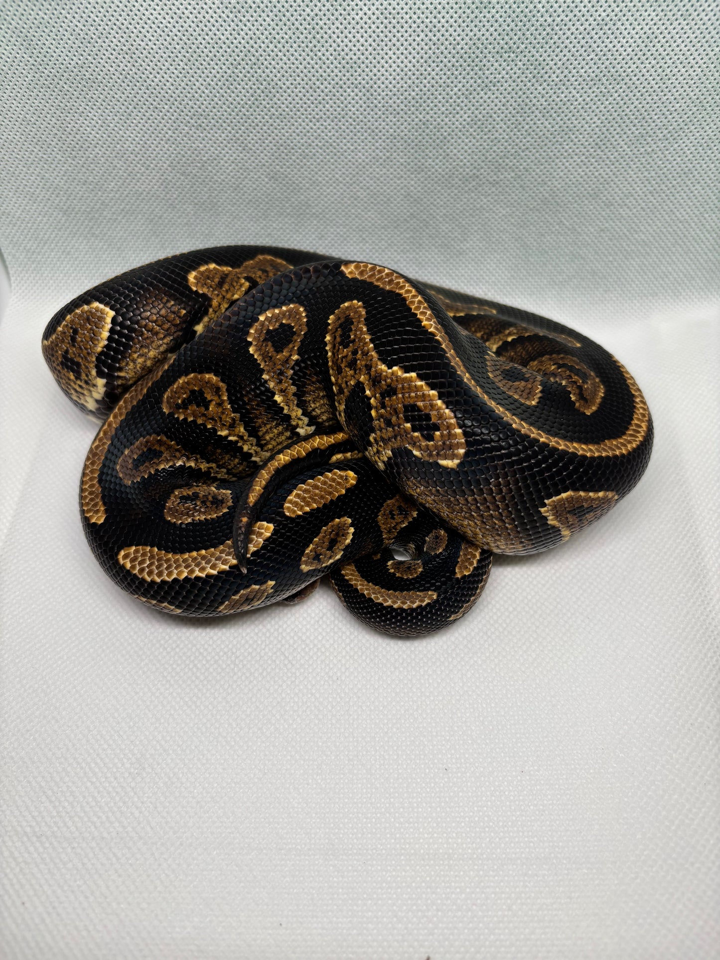 1.0 Blackhead Yellowbelly Het Hypo