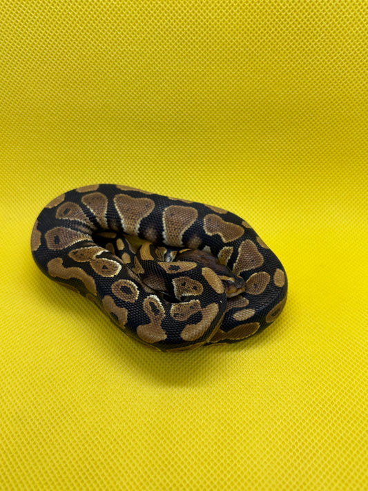 1.0 DH DG Clown Pos Het G- Stripe