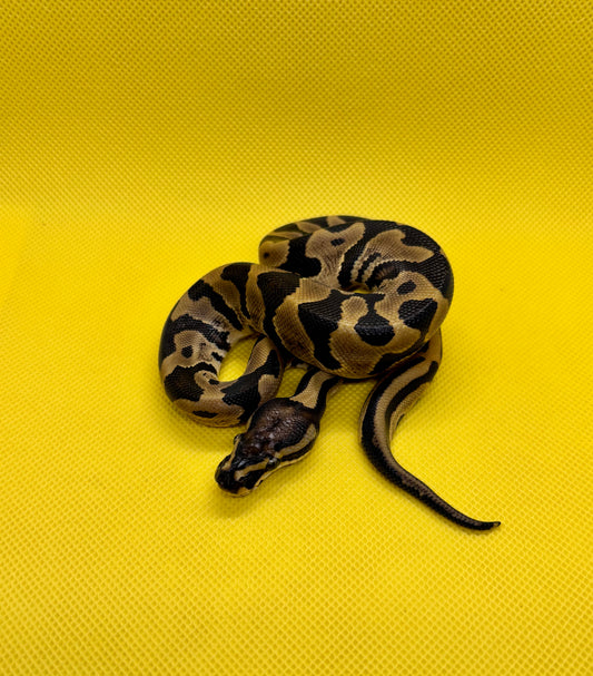 1.0 Leopard Het DG Pos Het Hypo Pied W/Ringer