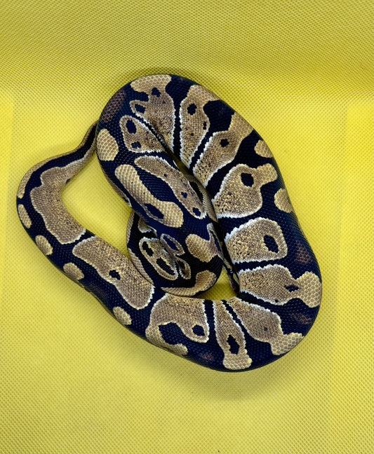 1.0 Dbl Het Puzzle Het Hypo