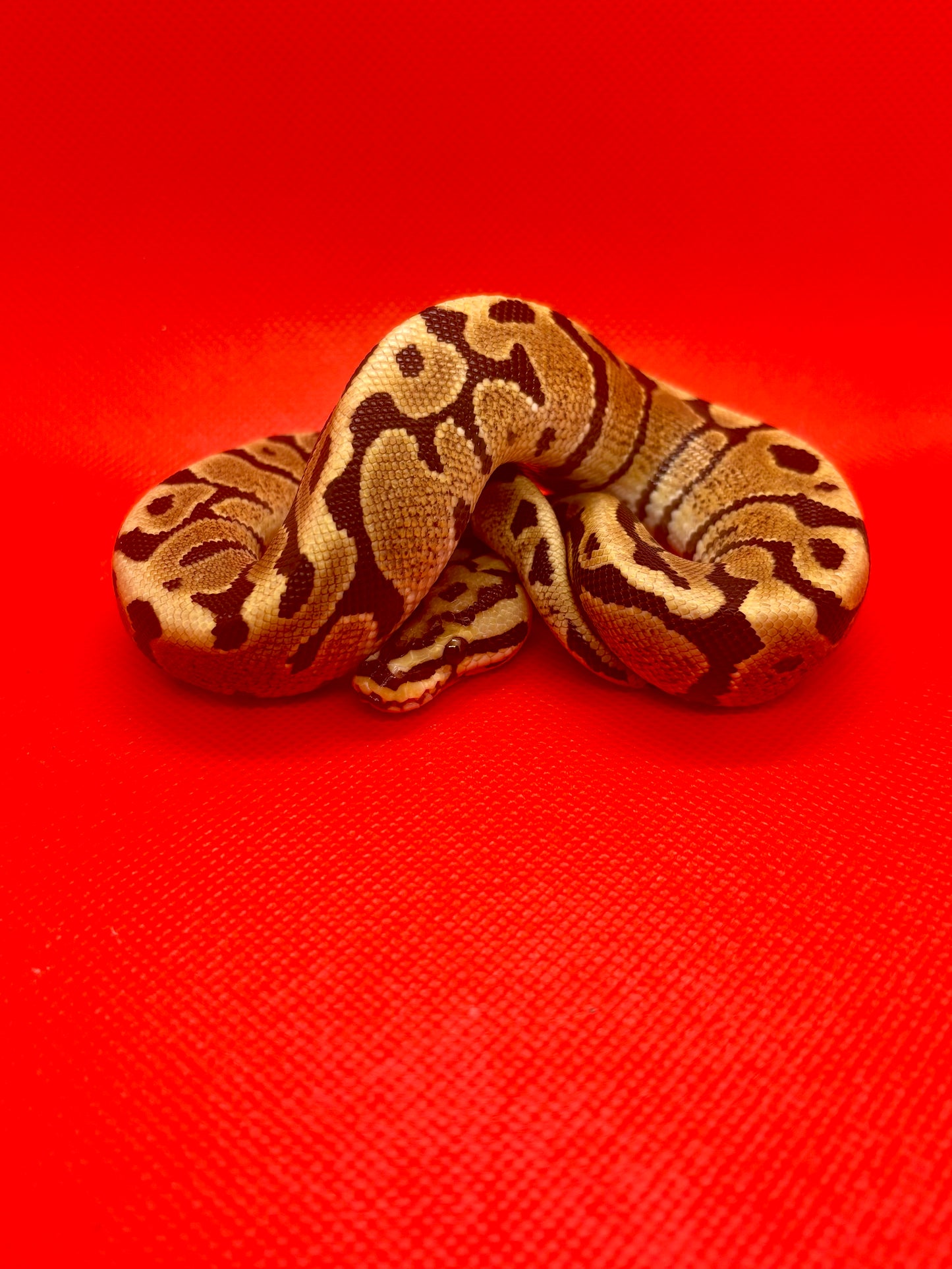 1.0 Fire Spotnose Het Clown Pos Het Hypo