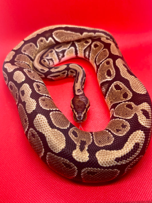 1.0 Normal 66% Het Tri