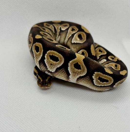 1.0 Mojave Het Ultramel 50% Het Axanthic VPI