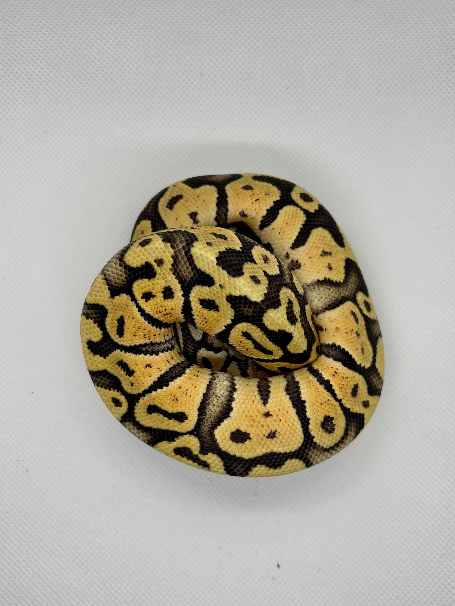 0.1 Super Pastel Het Hypo 66% Het Axanthic VPI 66% Het Pied
