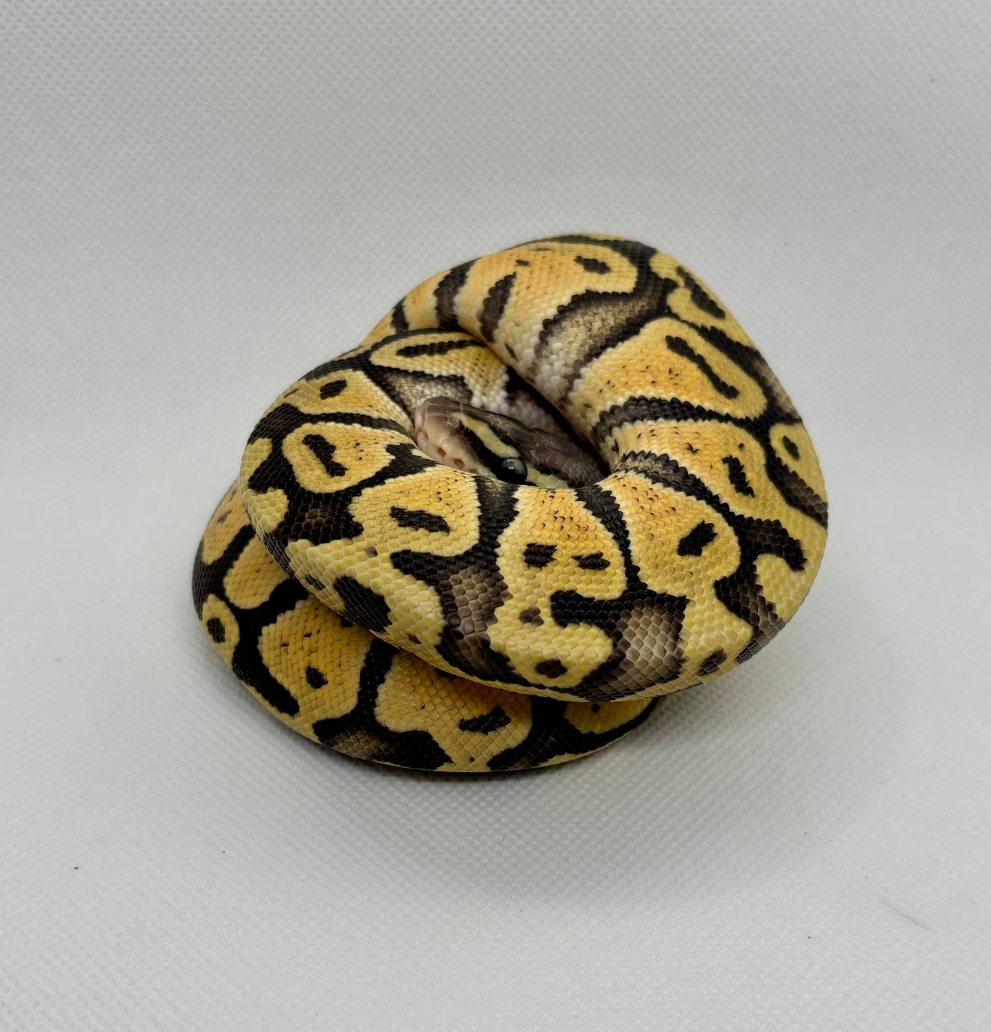 0.1 Super Pastel Het Hypo 66% Het Axanthic VPI 66% Het Pied